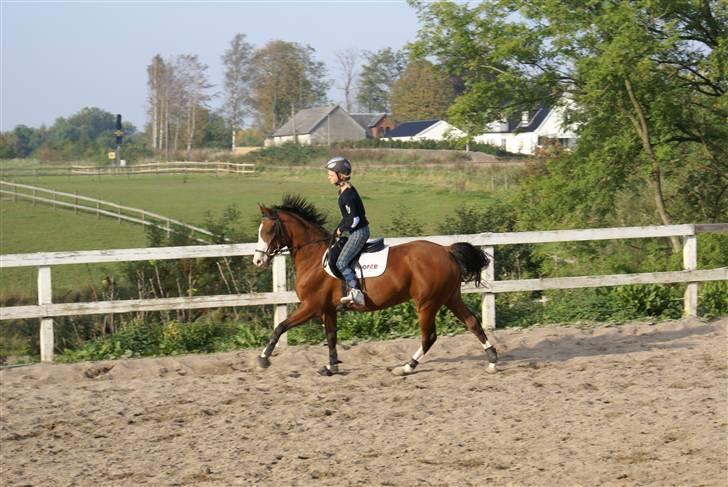 Anden særlig race Natasja i ridning solgt billede 12