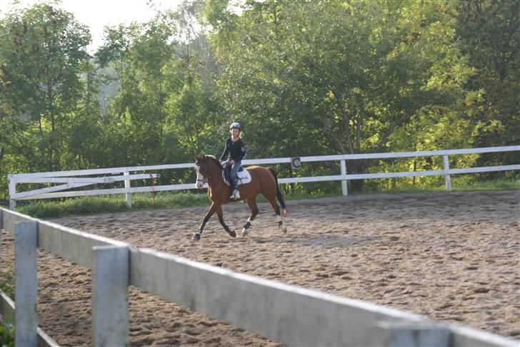 Anden særlig race Natasja i ridning solgt billede 13