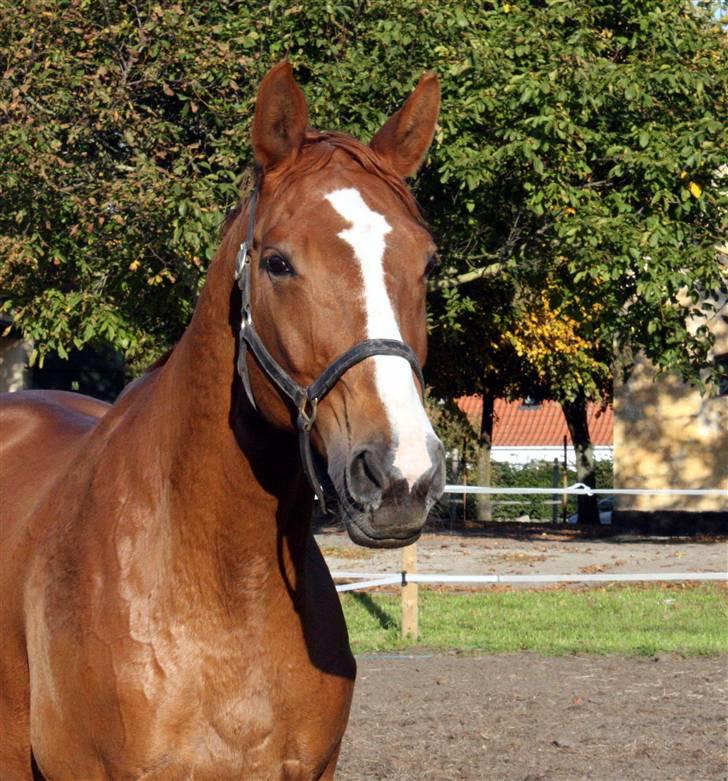 Hannoveraner Wandolf R.I.P billede 1