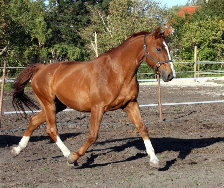 Hannoveraner Wandolf R.I.P billede 2