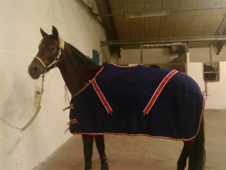 Anden særlig race Lady billede 5