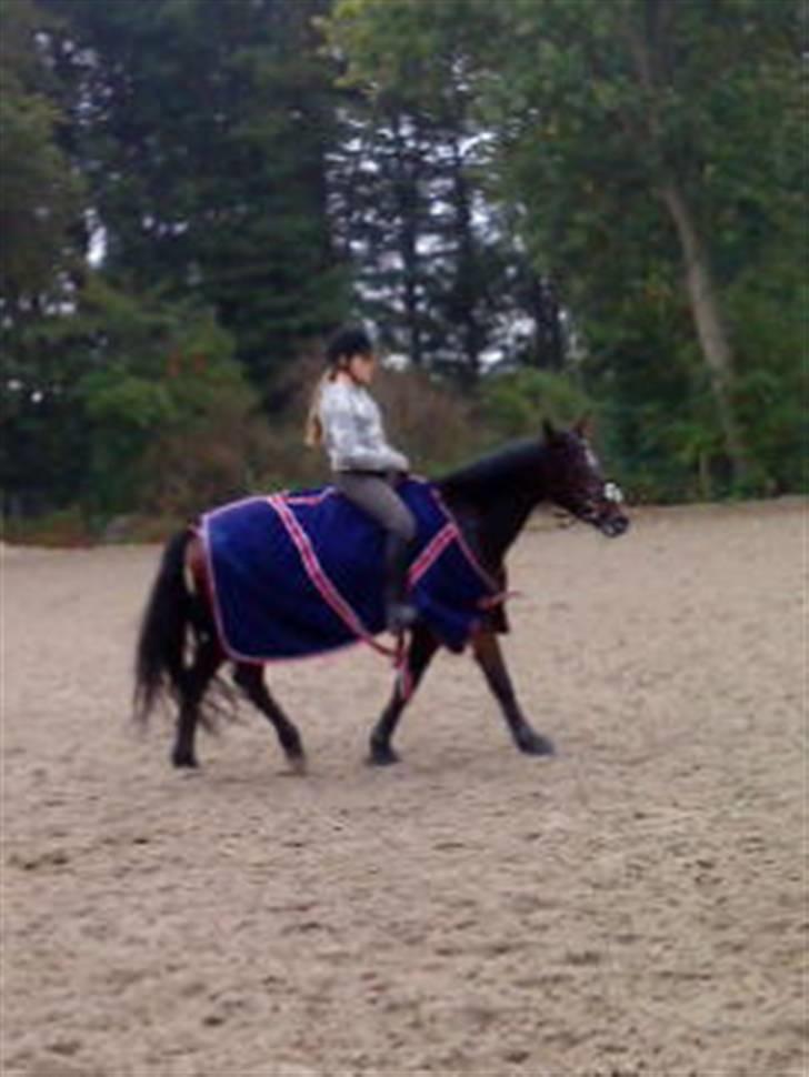 Anden særlig race Lady billede 8