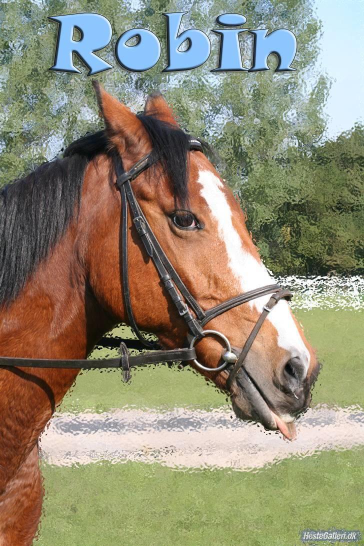 Anden særlig race robin<3  (gl.paret) - velkommen til robin´s profil:--) billede 1