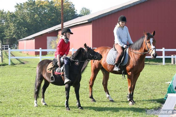 Anden særlig race robin<3  (gl.paret) billede 2