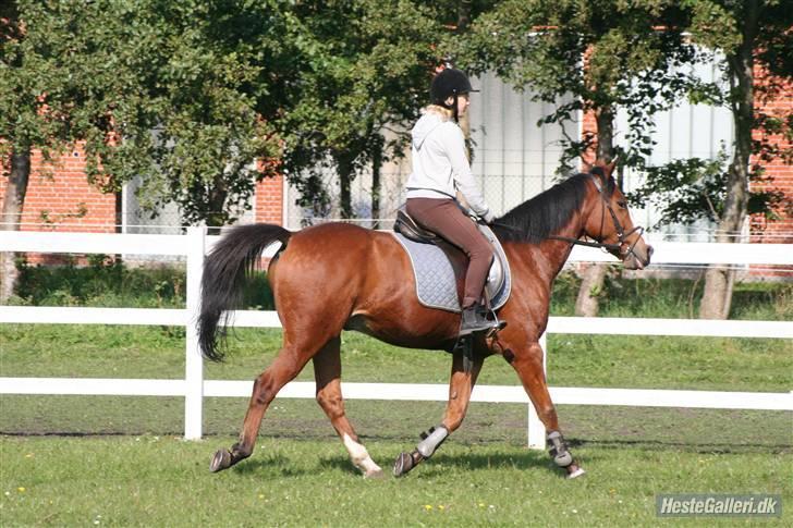 Anden særlig race robin<3  (gl.paret) billede 3