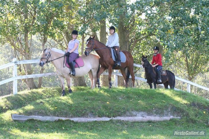 Anden særlig race robin<3  (gl.paret) billede 4