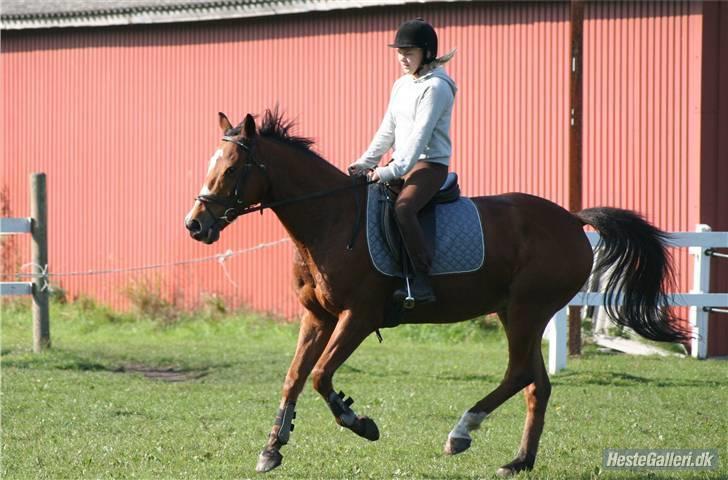 Anden særlig race robin<3  (gl.paret) billede 8