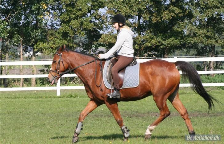 Anden særlig race robin<3  (gl.paret) billede 9