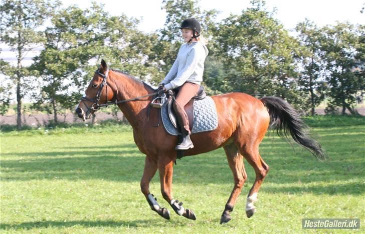 Anden særlig race robin<3  (gl.paret) billede 10