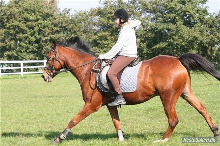 Anden særlig race robin<3  (gl.paret) billede 11