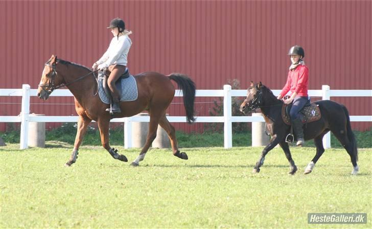 Anden særlig race robin<3  (gl.paret) billede 12