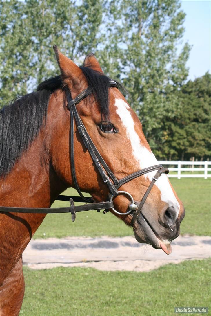 Anden særlig race robin<3  (gl.paret) billede 13