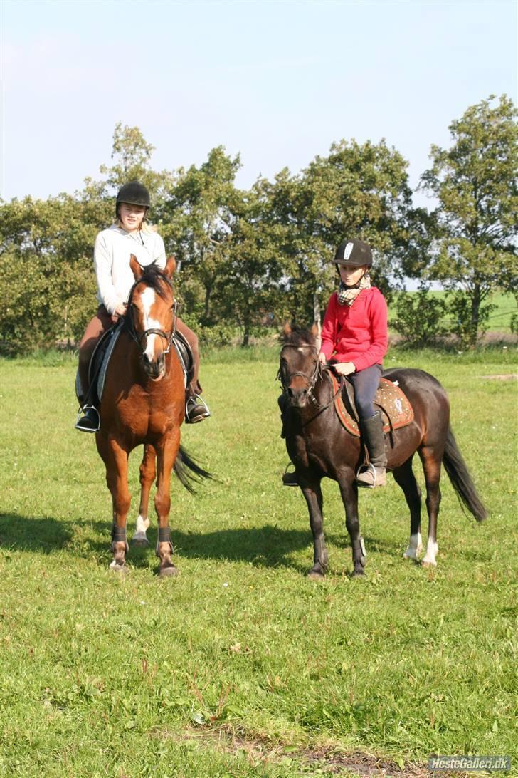 Anden særlig race robin<3  (gl.paret) billede 15