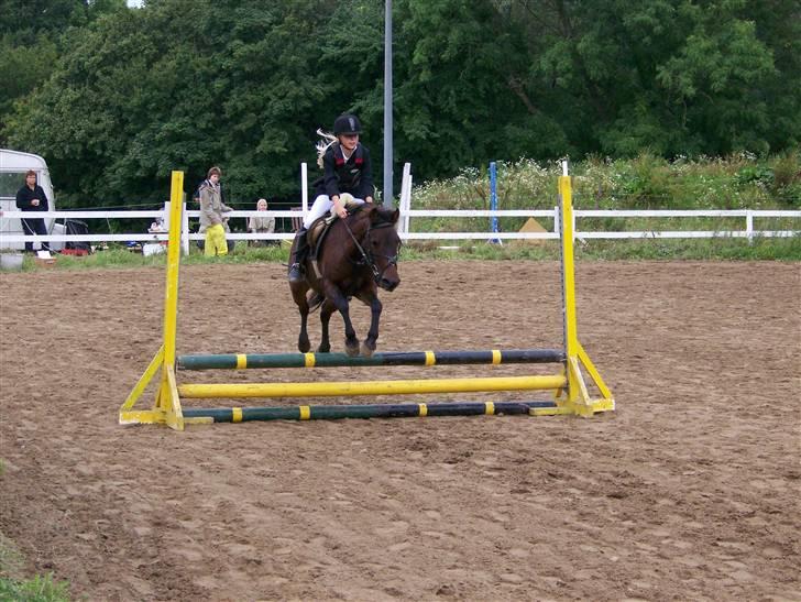 Anden særlig race Bastian "SAVNET" - Ld Fotograf CBI-FOTO.dk billede 10