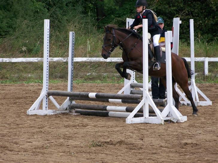 Anden særlig race Bastian "SAVNET" - fotograf CBI-FOTO.dk billede 11