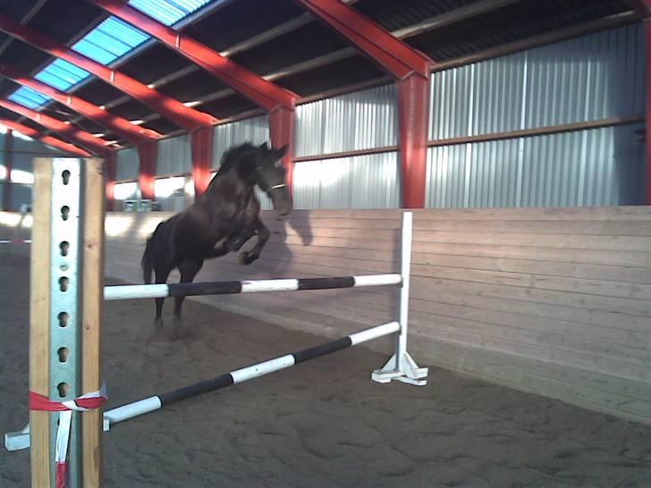 Anden særlig race Noir De Monique <3  R.I.P - Her løsspringer hun, januar 2007(mener faktisk det var nytårsdag), springet er vist omkring 1 meter billede 4