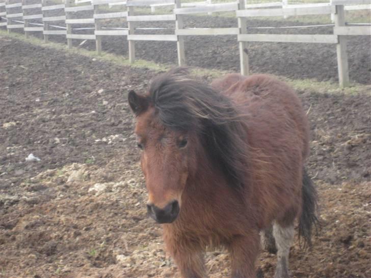 Shetlænder / Welsh Tyson FARVEL :'( billede 19