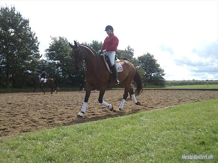 Dansk Varmblod Højvangs Kalibra - Stævne Nr. Hostrup 2010 billede 4