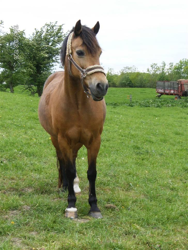 Welsh Pony af Cob-type (sec C) Camilla (éjer ikk mere) - Smukke<3 foto: Mig (CP-foto) billede 18