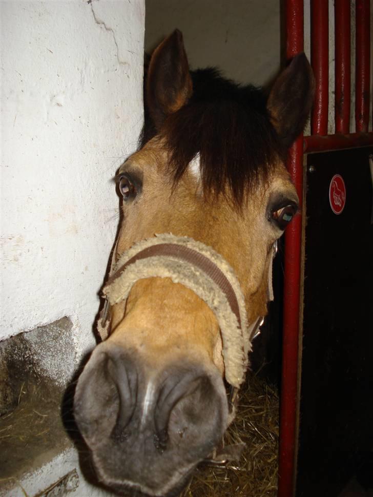 Welsh Pony af Cob-type (sec C) Camilla (éjer ikk mere) - Mad? Har du noget? foto: Mig (CP-foto) billede 19