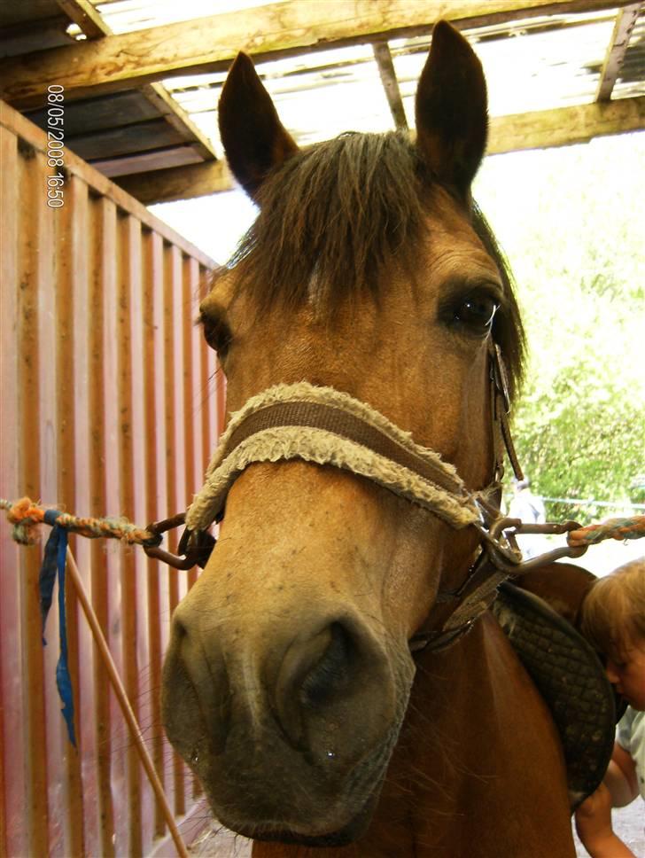 Welsh Pony af Cob-type (sec C) Camilla (éjer ikk mere) - Nååå smukke ^^ foto: Mig (CP-foto) billede 20