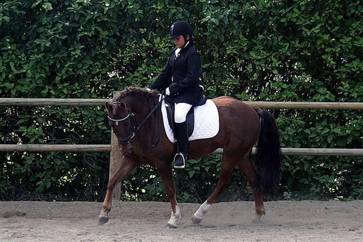 New Forest  simba solgt billede 13