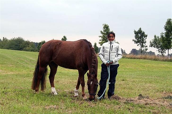 New Forest  simba solgt billede 14