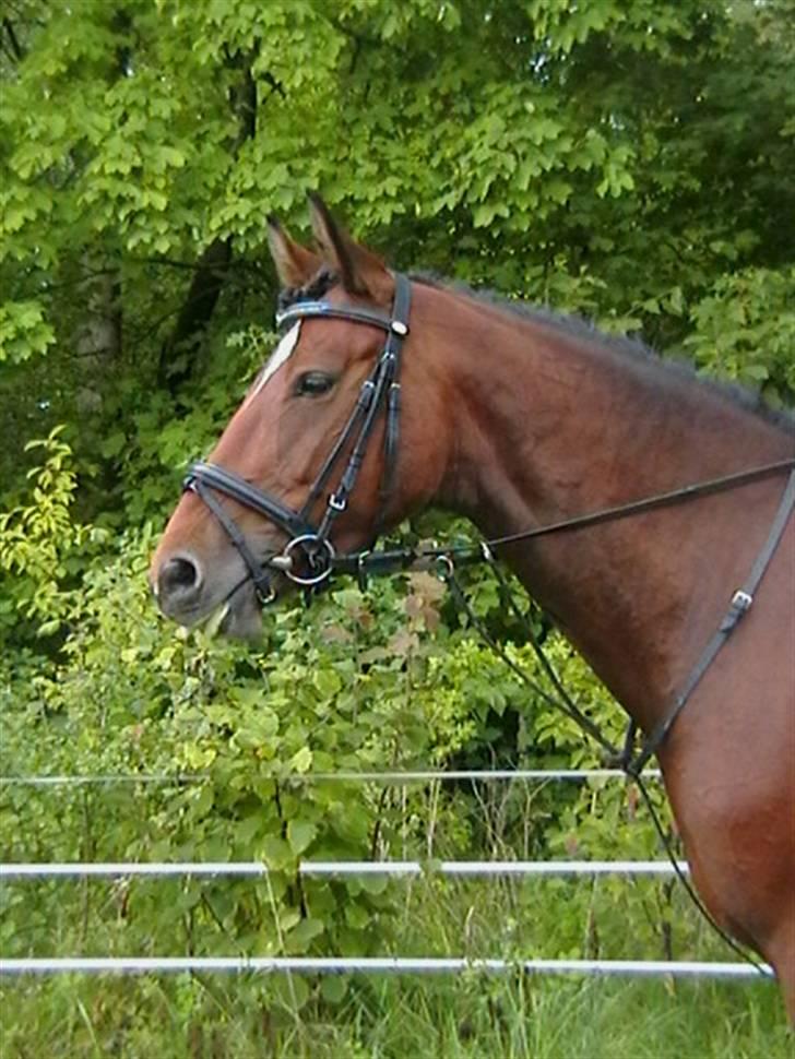 Dansk Varmblod Lea - Efter første runde ved DRFs unghestechampionat på Vilhelmsborg billede 7