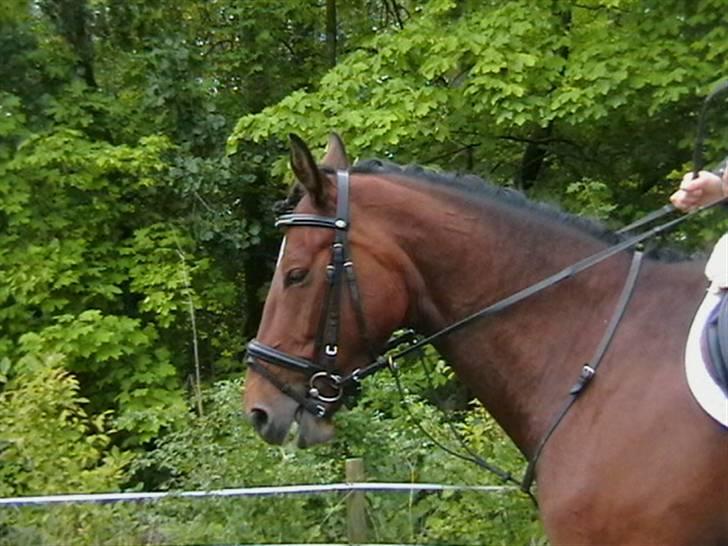 Dansk Varmblod Lea - Efter første runde ved DRFs unghestechampionat på Vilhelmsborg billede 8