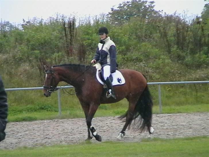 Dansk Varmblod Lea - Efter anden runde ved DRFs unghestechampionat på Vilhelmsborg billede 9