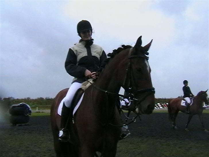 Dansk Varmblod Lea - Efter anden runde ved DRFs unghestechampionat på Vilhelmsborg billede 10