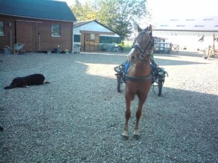 Welsh Pony (sec B) Bjerregårds Fighter(Solgt billede 18