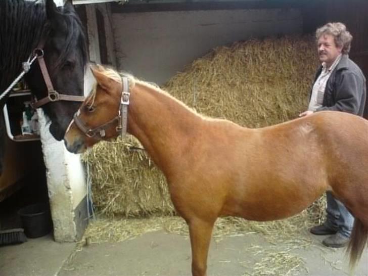 Welsh Pony (sec B) Bjerregårds Fighter(Solgt billede 19