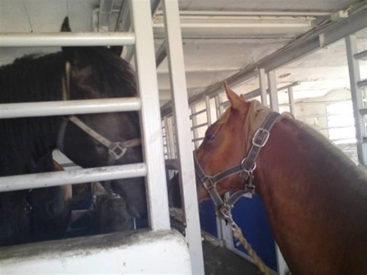 Welsh Pony (sec B) Bjerregårds Fighter(Solgt billede 20