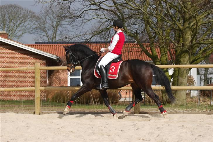 Hollandsk Sportspony Ukki Louwra  - © Schram Foto - Ukki Louwra du er drømmen som blev til virkelighed billede 1