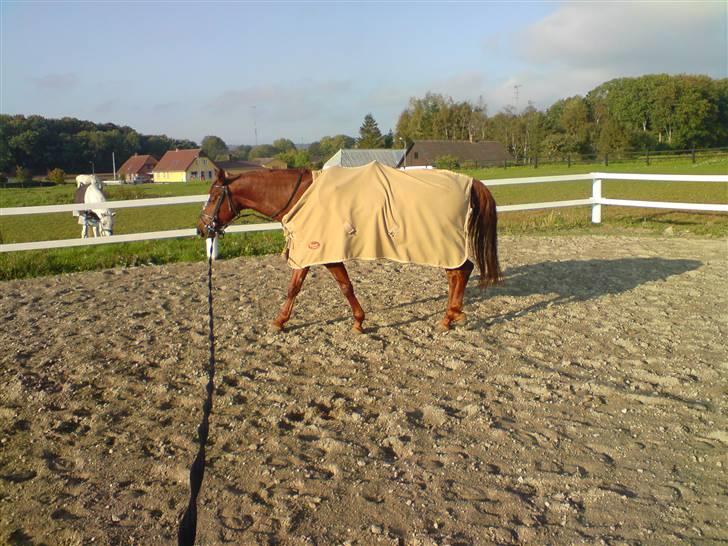 Palomino Tequila Sunrise ( x part) billede 10