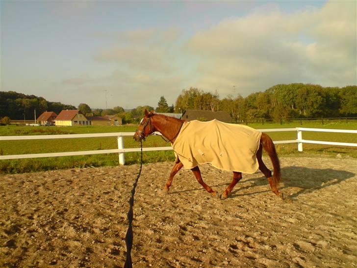 Palomino Tequila Sunrise ( x part) billede 11