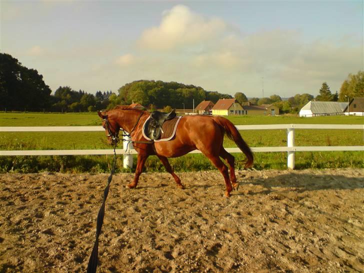 Palomino Tequila Sunrise ( x part) billede 12