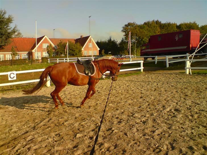 Palomino Tequila Sunrise ( x part) billede 13