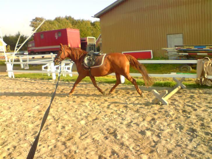 Palomino Tequila Sunrise ( x part) billede 14