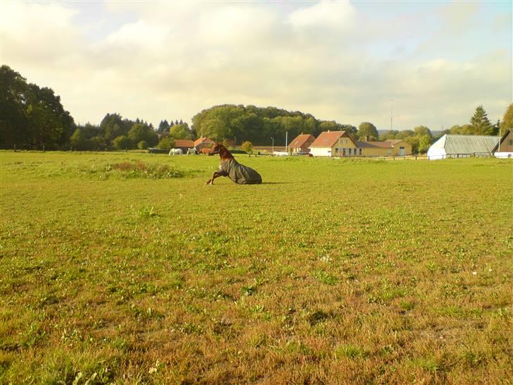 Palomino Tequila Sunrise ( x part) billede 15