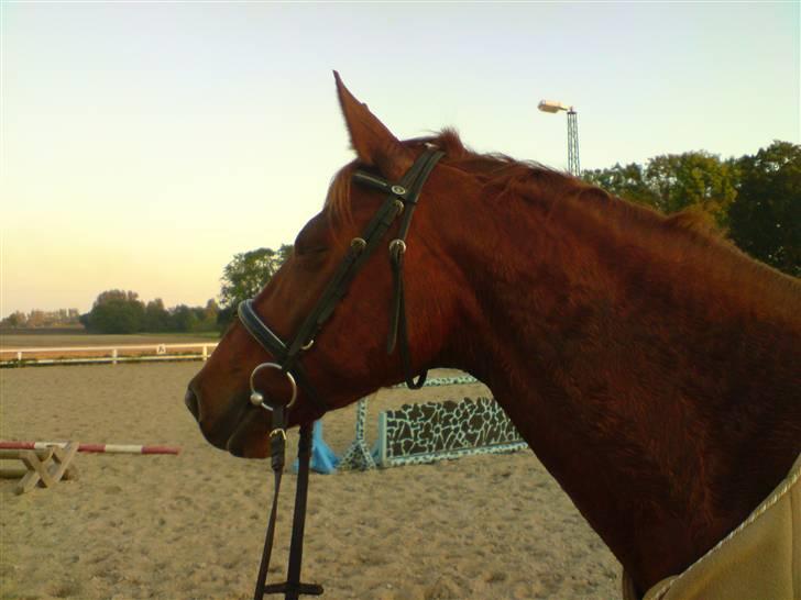 Palomino Tequila Sunrise ( x part) billede 16