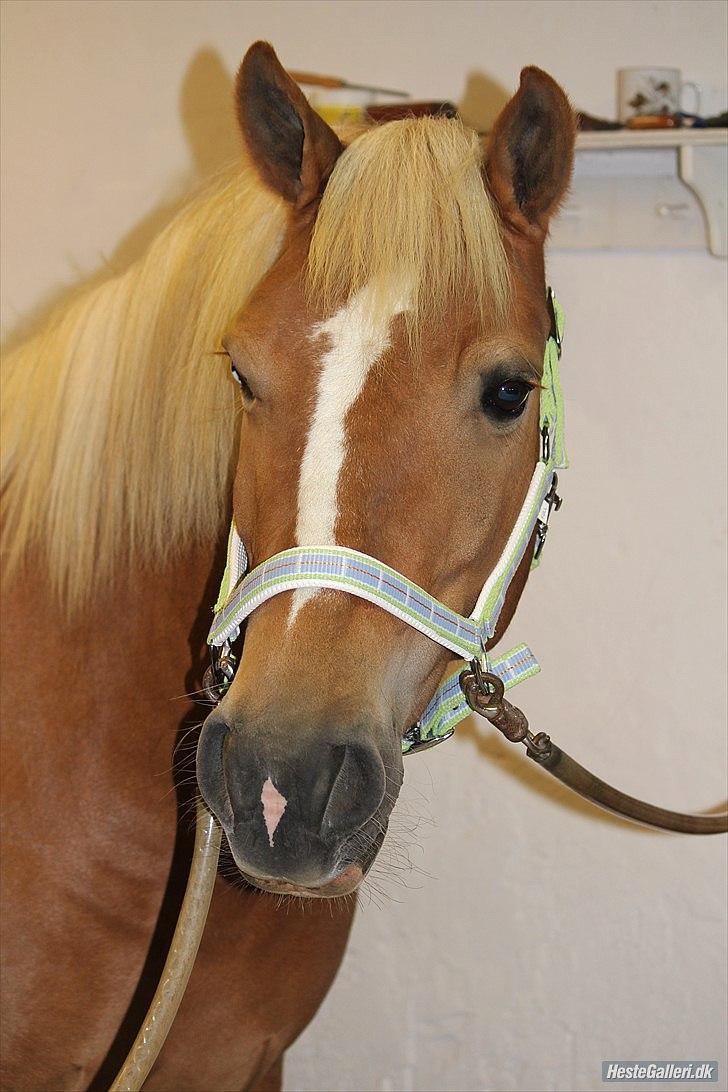 Haflinger stald handbergs Nuschka - velmommen til nuschkas profil billede 1