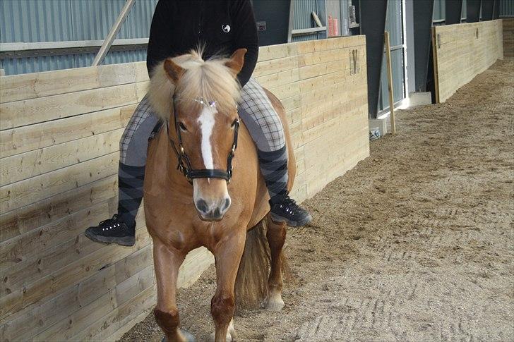 Haflinger stald handbergs Nuschka billede 6