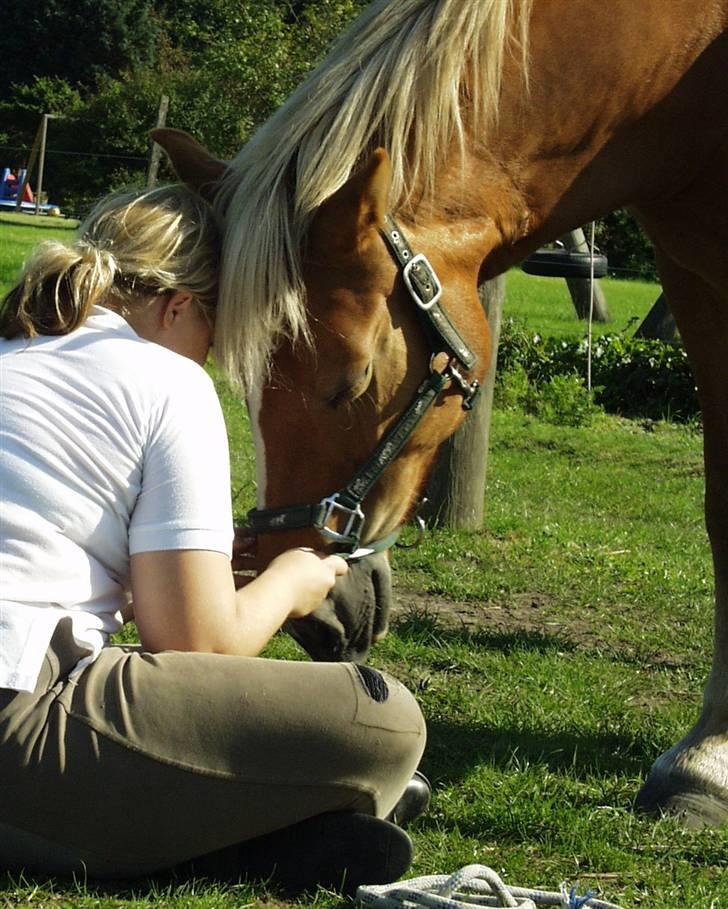 Haflinger stald handbergs Nuschka billede 7