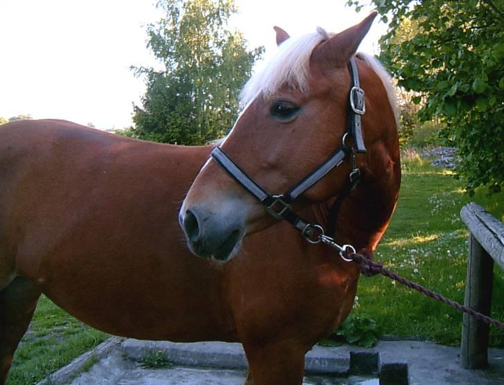 Haflinger stald handbergs Nuschka billede 8