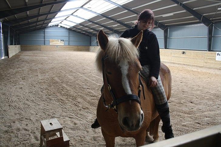 Haflinger stald handbergs Nuschka billede 9