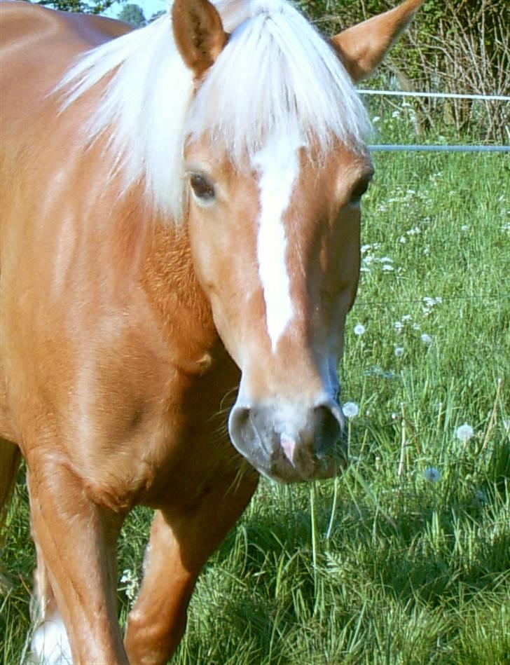 Haflinger stald handbergs Nuschka billede 11