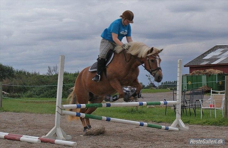 Haflinger stald handbergs Nuschka billede 12