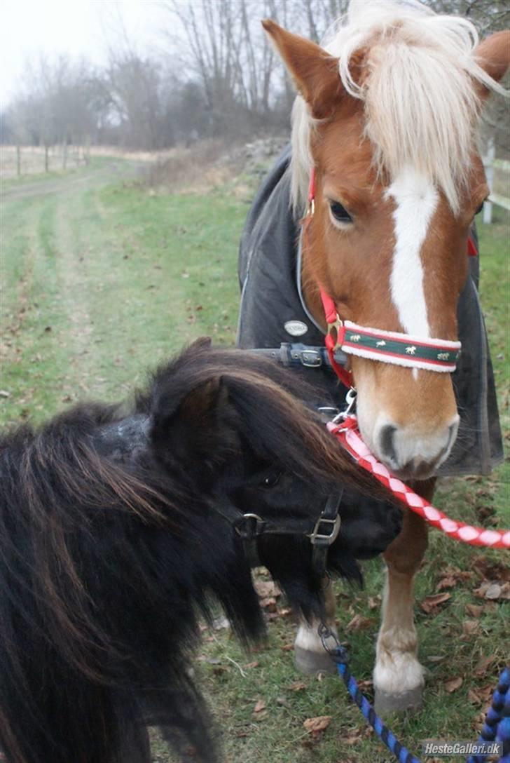 Haflinger stald handbergs Nuschka billede 13